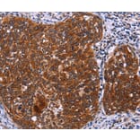 Immunohistochemistry - USP2 Antibody from Signalway Antibody (36169) - Antibodies.com