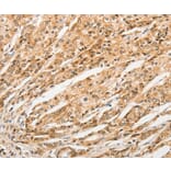 Immunohistochemistry - STAM Antibody from Signalway Antibody (36172) - Antibodies.com