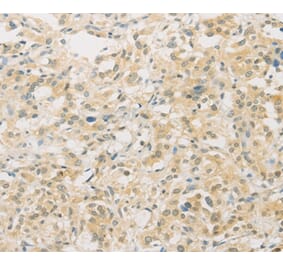 Immunohistochemistry - FNTA Antibody from Signalway Antibody (36174) - Antibodies.com