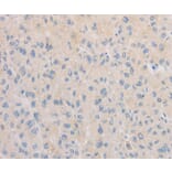Immunohistochemistry - FNTA Antibody from Signalway Antibody (36174) - Antibodies.com