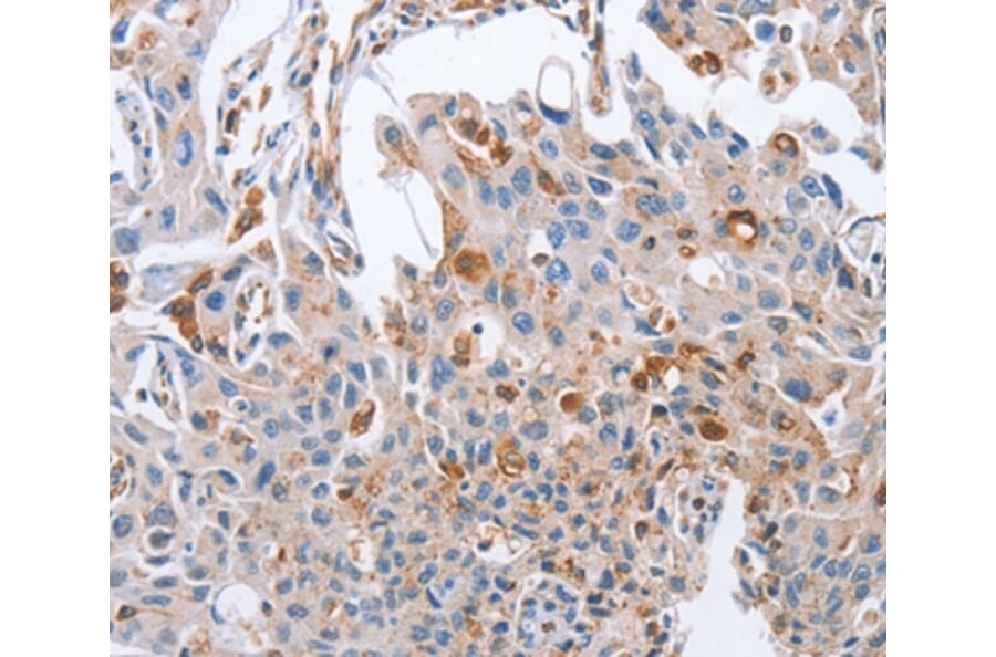 Immunohistochemistry - NRG4 Antibody from Signalway Antibody (36182) - Antibodies.com
