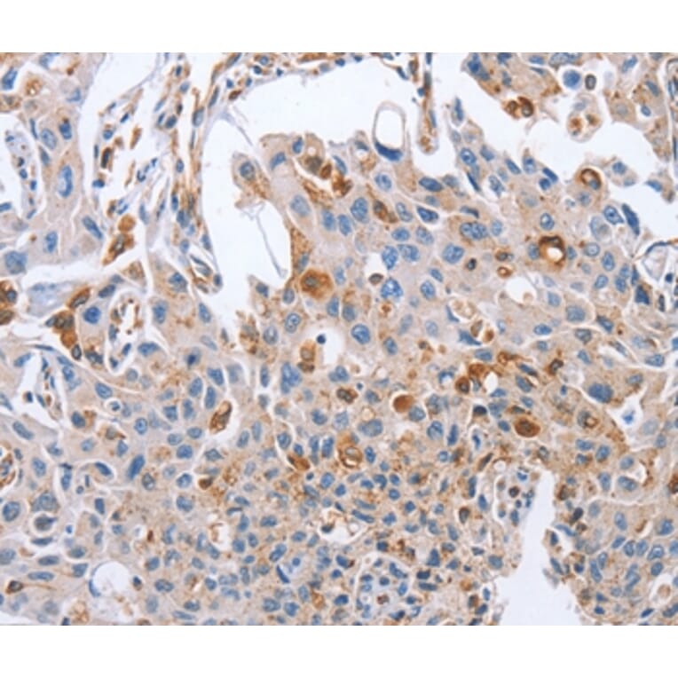 Immunohistochemistry - NRG4 Antibody from Signalway Antibody (36182) - Antibodies.com