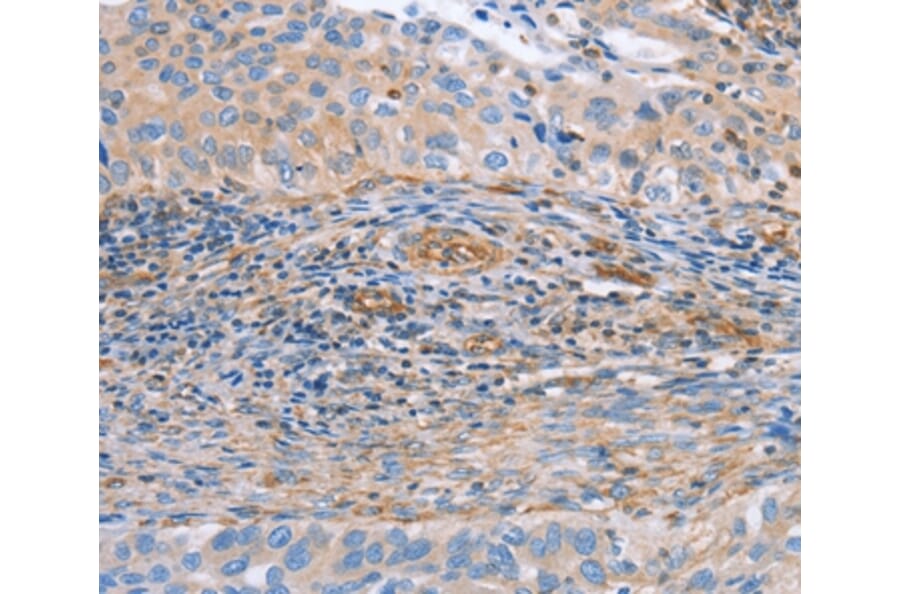 Immunohistochemistry - NRG4 Antibody from Signalway Antibody (36182) - Antibodies.com