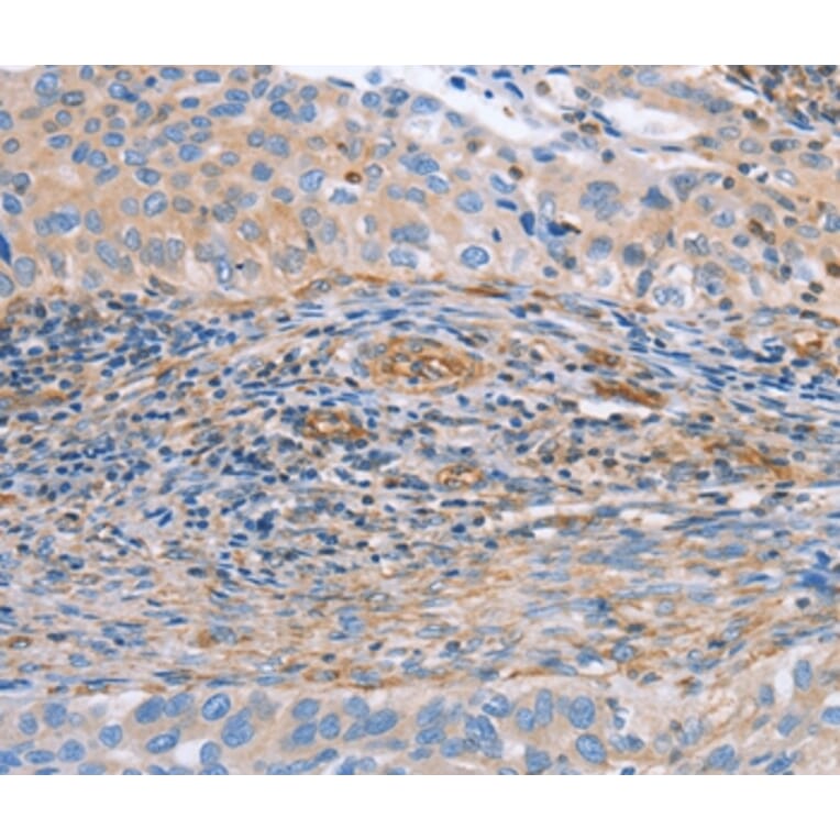 Immunohistochemistry - NRG4 Antibody from Signalway Antibody (36182) - Antibodies.com