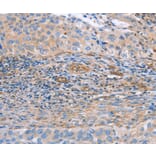 Immunohistochemistry - NRG4 Antibody from Signalway Antibody (36182) - Antibodies.com