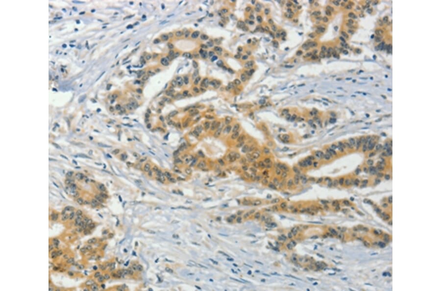 Immunohistochemistry - ASB8 Antibody from Signalway Antibody (36241) - Antibodies.com