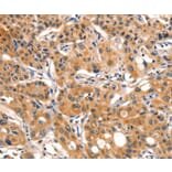 Immunohistochemistry - AIM2 Antibody from Signalway Antibody (36253) - Antibodies.com