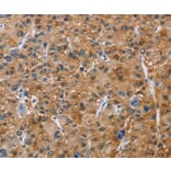 Immunohistochemistry - NCR3 Antibody from Signalway Antibody (36330) - Antibodies.com