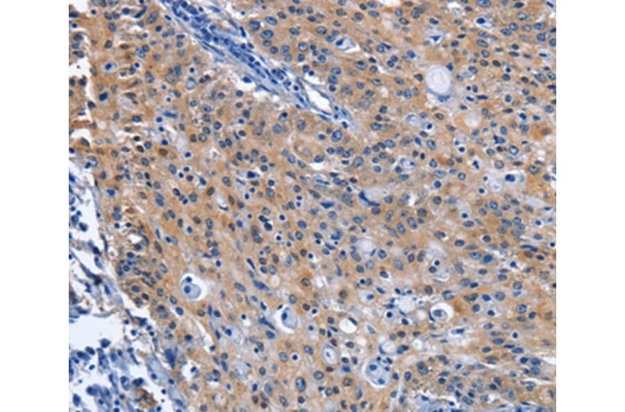Immunohistochemistry - CDO1 Antibody from Signalway Antibody (36337) - Antibodies.com