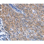 Immunohistochemistry - CDO1 Antibody from Signalway Antibody (36337) - Antibodies.com