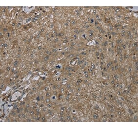 Immunohistochemistry - CLPS Antibody from Signalway Antibody (36357) - Antibodies.com