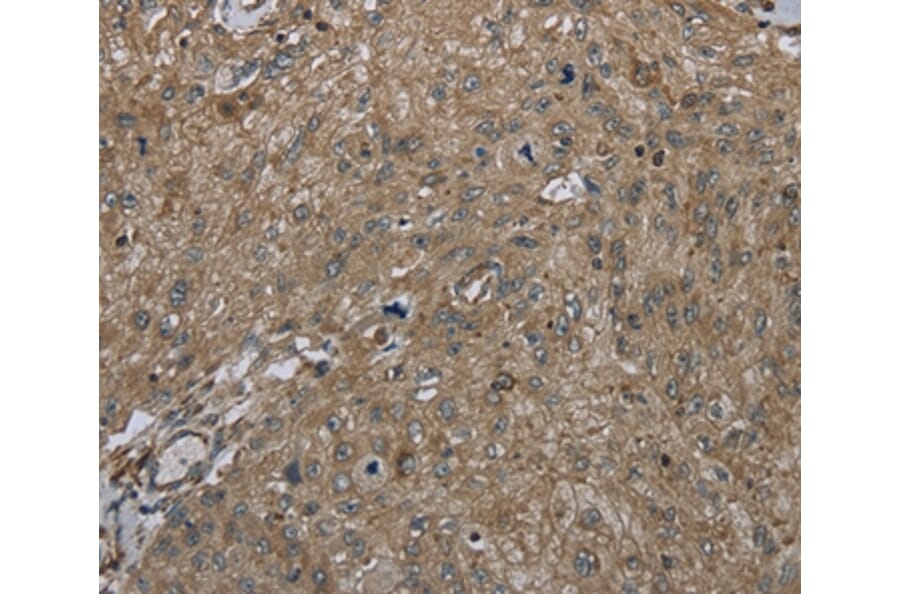 Immunohistochemistry - CLPS Antibody from Signalway Antibody (36357) - Antibodies.com