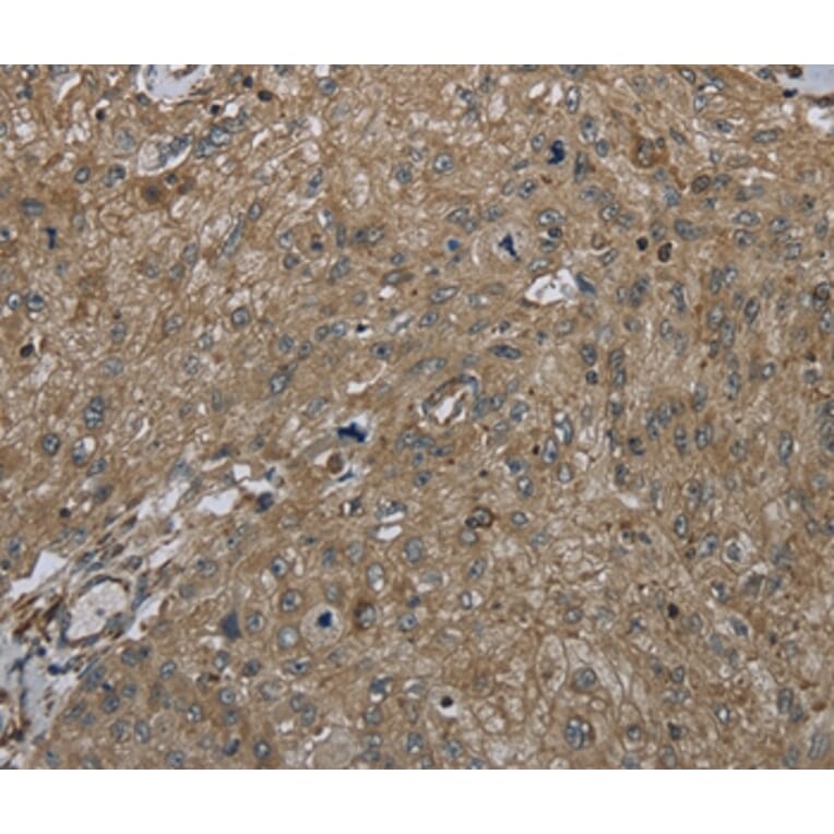 Immunohistochemistry - CLPS Antibody from Signalway Antibody (36357) - Antibodies.com