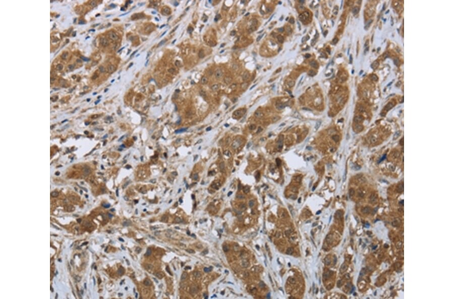 Immunohistochemistry - CLPS Antibody from Signalway Antibody (36357) - Antibodies.com