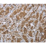 Immunohistochemistry - CLPS Antibody from Signalway Antibody (36357) - Antibodies.com