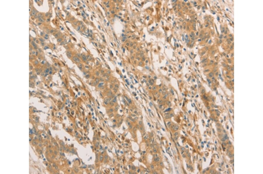 Immunohistochemistry - CPB1 Antibody from Signalway Antibody (36365) - Antibodies.com