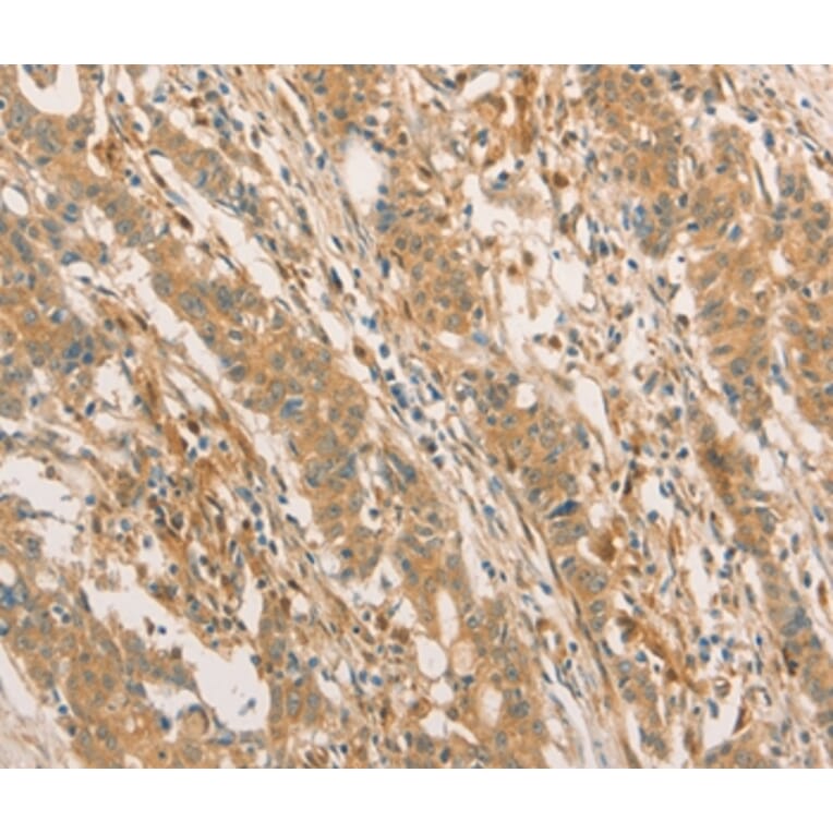 Immunohistochemistry - CPB1 Antibody from Signalway Antibody (36365) - Antibodies.com