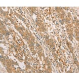 Immunohistochemistry - CPB1 Antibody from Signalway Antibody (36365) - Antibodies.com
