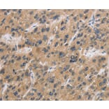 Immunohistochemistry - CST6 Antibody from Signalway Antibody (36393) - Antibodies.com