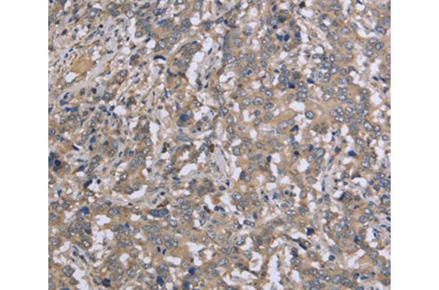 Immunohistochemistry - DTNB Antibody from Signalway Antibody (36425) - Antibodies.com