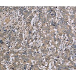 Immunohistochemistry - DTNB Antibody from Signalway Antibody (36425) - Antibodies.com