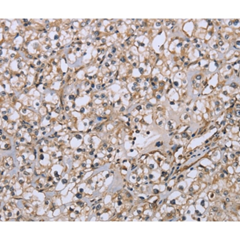Immunohistochemistry - DTNB Antibody from Signalway Antibody (36425) - Antibodies.com