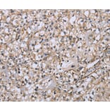 Immunohistochemistry - DTNB Antibody from Signalway Antibody (36425) - Antibodies.com