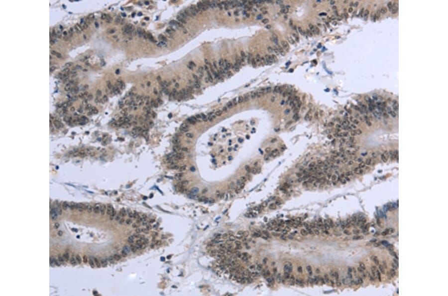 Immunohistochemistry - EID1 Antibody from Signalway Antibody (36436) - Antibodies.com