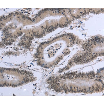 Immunohistochemistry - EID1 Antibody from Signalway Antibody (36436) - Antibodies.com