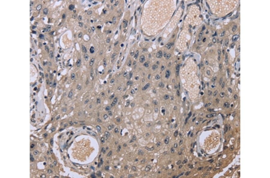 Immunohistochemistry - EID1 Antibody from Signalway Antibody (36436) - Antibodies.com