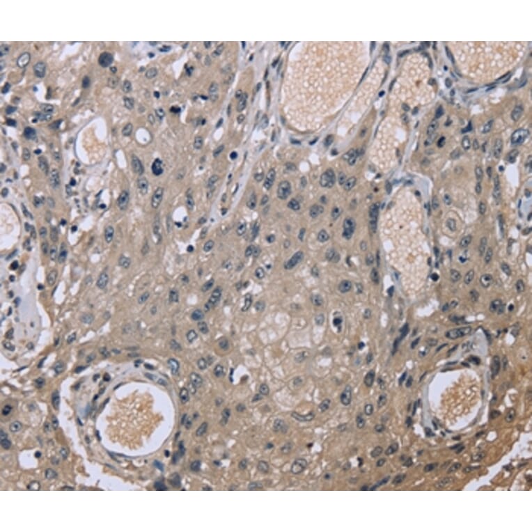 Immunohistochemistry - EID1 Antibody from Signalway Antibody (36436) - Antibodies.com