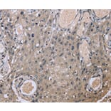 Immunohistochemistry - EID1 Antibody from Signalway Antibody (36436) - Antibodies.com