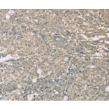 Immunohistochemistry - EIF5 Antibody from Signalway Antibody (36439) - Antibodies.com