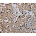 Immunohistochemistry - FLCN Antibody from Signalway Antibody (36486) - Antibodies.com
