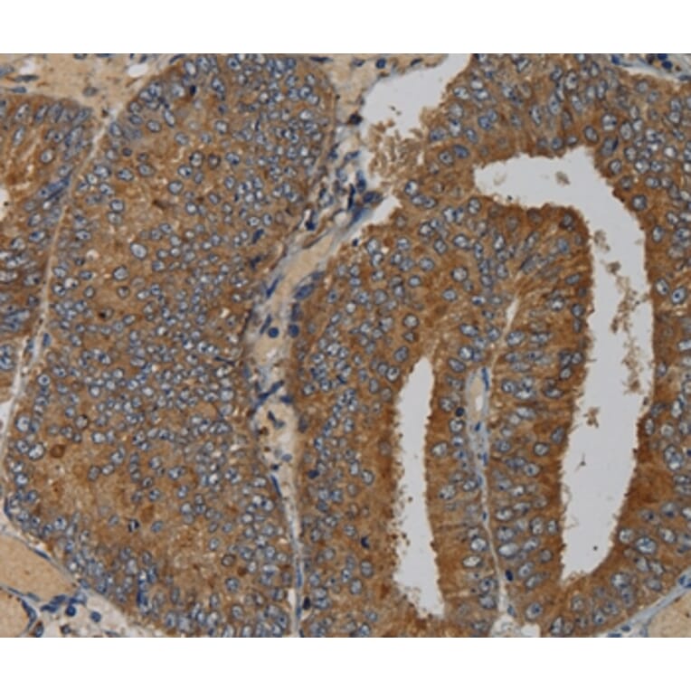 Immunohistochemistry - MAS1 Antibody from Signalway Antibody (36601) - Antibodies.com