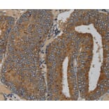 Immunohistochemistry - MAS1 Antibody from Signalway Antibody (36601) - Antibodies.com