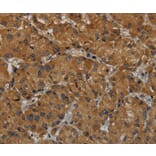 Immunohistochemistry - MAS1 Antibody from Signalway Antibody (36601) - Antibodies.com