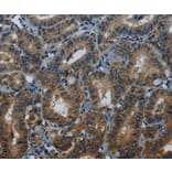 Immunohistochemistry - MEI1 Antibody from Signalway Antibody (36608) - Antibodies.com