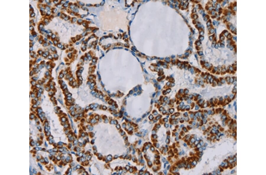 Immunohistochemistry - CMC4 Antibody from Signalway Antibody (36622) - Antibodies.com