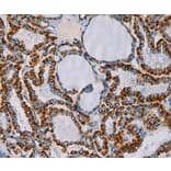 Immunohistochemistry - CMC4 Antibody from Signalway Antibody (36622) - Antibodies.com