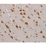 Immunohistochemistry - CMC4 Antibody from Signalway Antibody (36622) - Antibodies.com