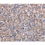 Immunohistochemistry - NIT1 Antibody from Signalway Antibody (36652) - Antibodies.com