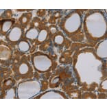 Immunohistochemistry - PARL Antibody from Signalway Antibody (36682) - Antibodies.com