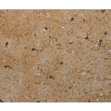 Immunohistochemistry - AATK Antibody from Signalway Antibody (36721) - Antibodies.com