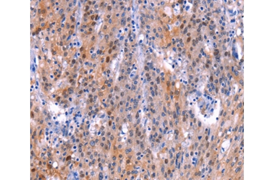 Immunohistochemistry - ADM2 Antibody from Signalway Antibody (36727) - Antibodies.com