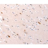 Immunohistochemistry - RALA Antibody from Signalway Antibody (36744) - Antibodies.com
