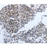 Immunohistochemistry - NPR1 Antibody from Signalway Antibody (36755) - Antibodies.com