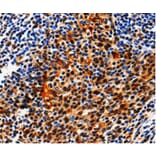 Immunohistochemistry - AQP2 Antibody from Signalway Antibody (36759) - Antibodies.com