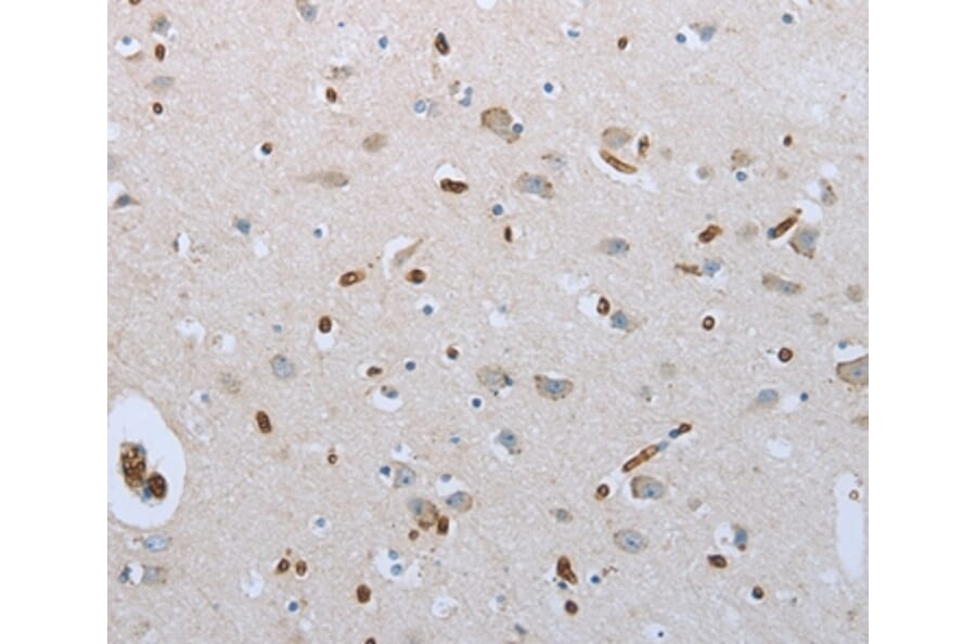 Immunohistochemistry - FGF1 Antibody from Signalway Antibody (36770) - Antibodies.com