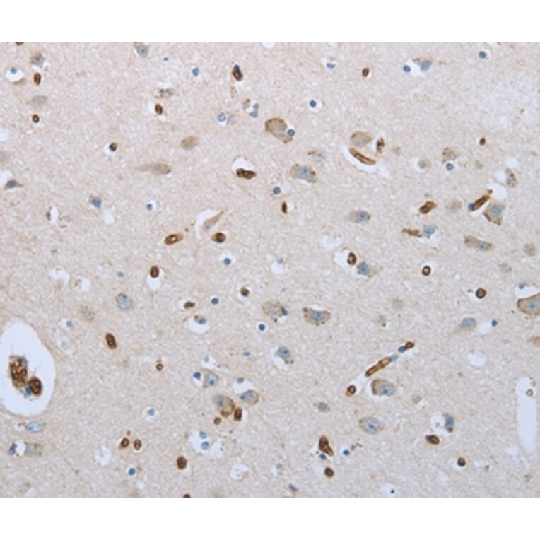 Immunohistochemistry - FGF1 Antibody from Signalway Antibody (36770) - Antibodies.com